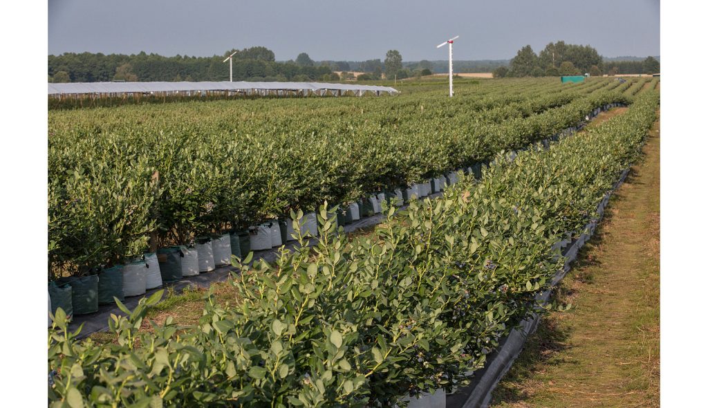 Особливості вирощування лохини вдома